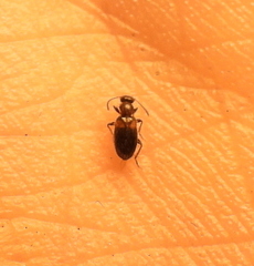 Anthicinae