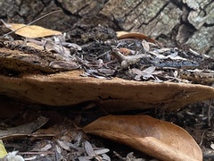 Fulvifomes floridanus
