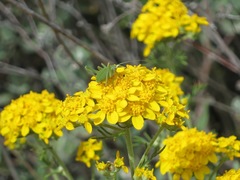 Platylyra californica