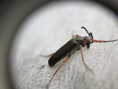 Lytta aenea