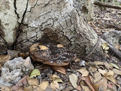 Fulvifomes floridanus
