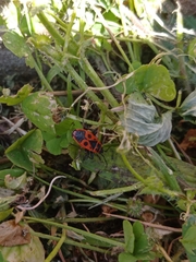 Pyrrhocoris apterus