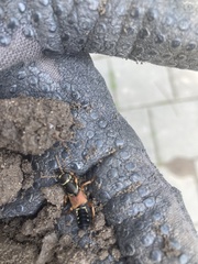 Staphylinus caesareus