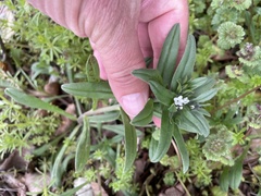 Buglossoides arvensis