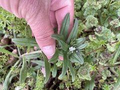 Buglossoides arvensis