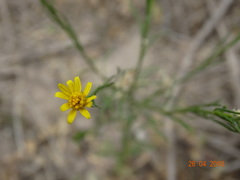 Gutierrezia sphaerocephala