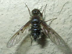 Spogostylum incisurale