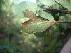 Caloptilia chrysitis
