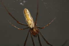 Tetragnatha