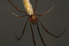 Tetragnatha