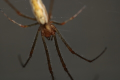Tetragnatha