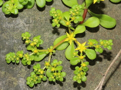 Sedum formosanum