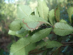 Caloptilia chrysitis