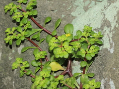 Sedum formosanum