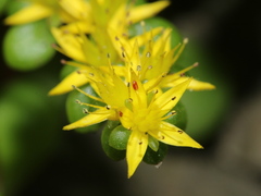 Sedum formosanum