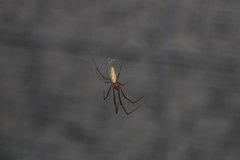 Tetragnatha