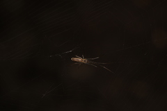 Tetragnatha