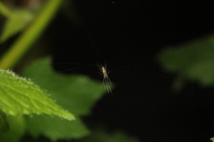 Tetragnatha