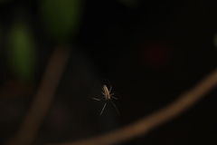 Tetragnatha