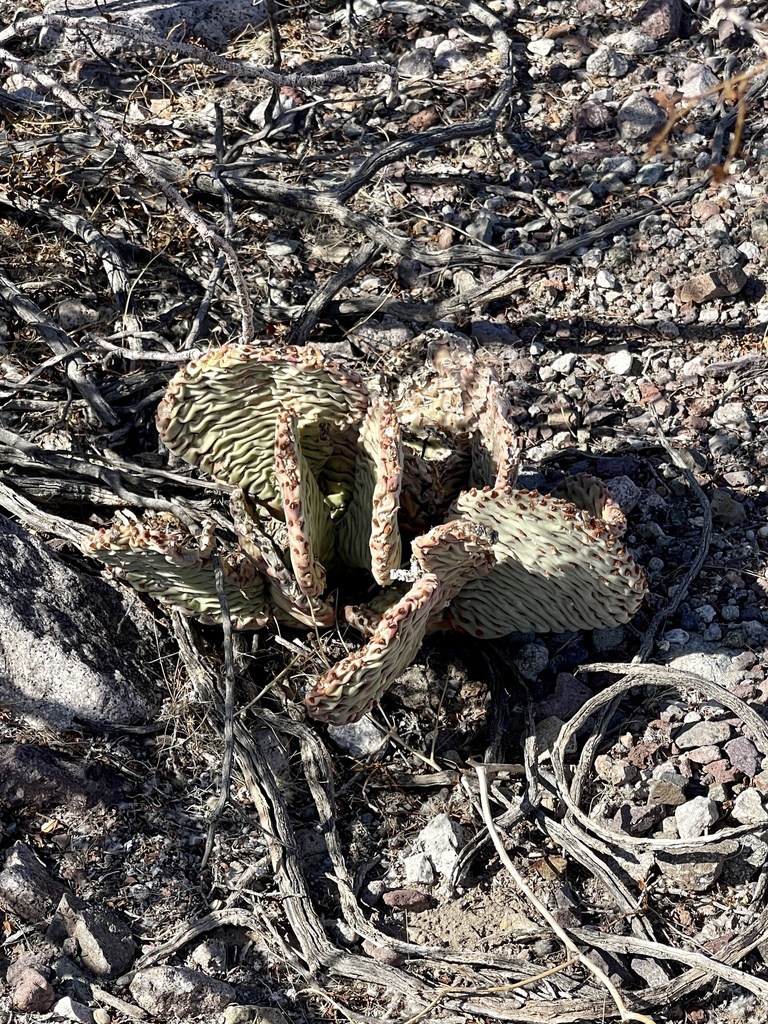 Beavertail Pricklypear From Boulder City NV US On April 08 2022 At