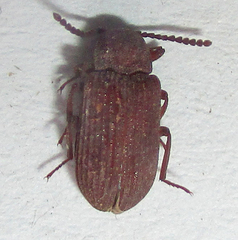 Paragonocnemis