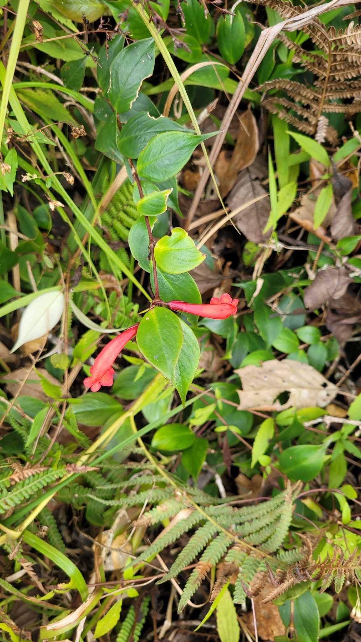Aeschynanthus philippinensis C.B.Clarke