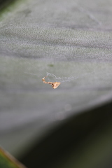 Uloborus plumipes