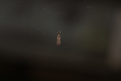 Uloborus plumipes