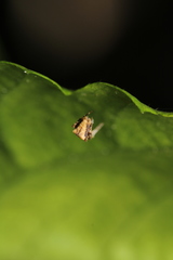 Uloborus plumipes