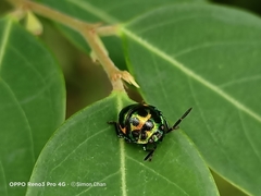 Chrysocoris eques