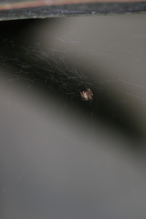 Parasteatoda tepidariorum
