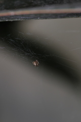 Parasteatoda tepidariorum