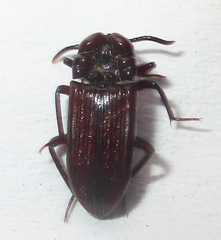 Stemmoderus singularis