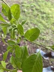 Chionanthus retusus