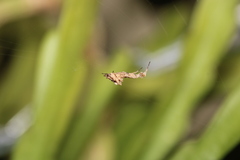 Uloborus plumipes