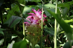 Curcuma angustifolia