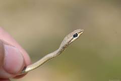 Psammophis schokari