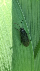 Rhadinoceraea micans