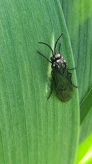 Rhadinoceraea micans