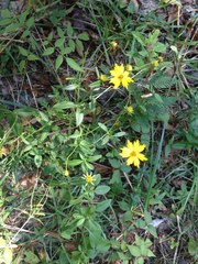 Coreopsis palustris