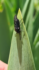 Rhadinoceraea micans