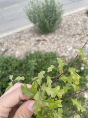 Quercus graciliformis