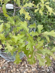 Quercus graciliformis