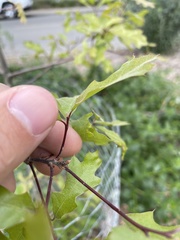 Quercus graciliformis
