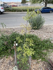 Quercus graciliformis