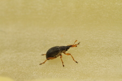 Pseudapion rufirostre