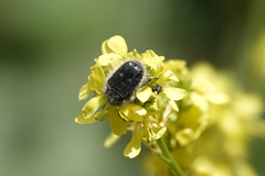Tropinota squalida canariensis