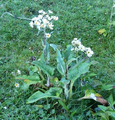Senecio smithii