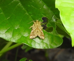 Callopistria exotica