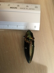 Campsosternus auratus